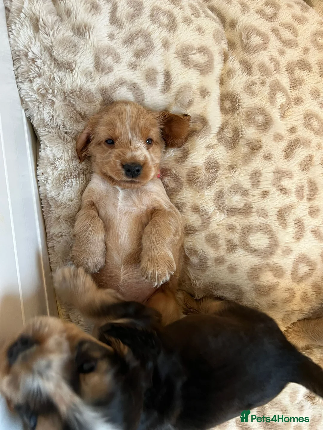 Cocker Spaniel dogs for sale: Exceptional Health Tested Show Cocker Spaniel - Advert 1