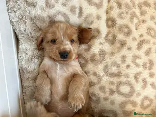 Cocker Spaniel dogs Exceptional Health Tested Show Cocker Spaniel - Advert 16