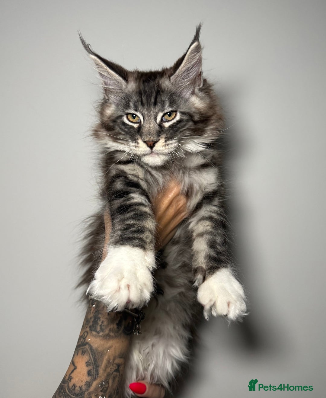 Maine Coon cats for sale: Champion line kittens , ready to go ☺️ - Advert 18