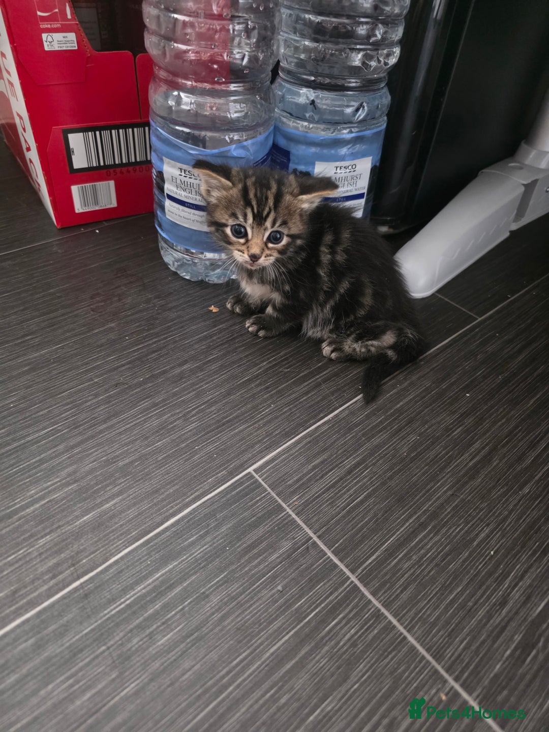 Mixed Breed cats for sale: Kittens for sale - Image 2