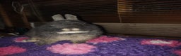 Netherland Dwarf rabbits for sale: Beautiful blue otter Netherland dwarf  - Advert 2