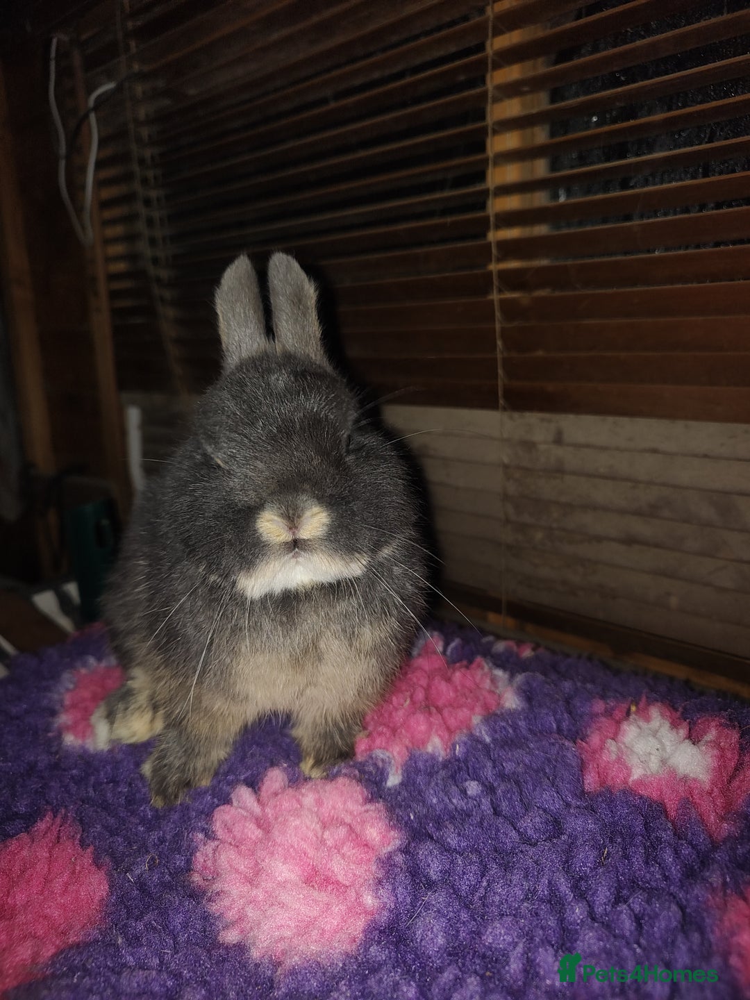 Netherland Dwarf rabbits for sale: Beautiful blue otter Netherland dwarf  - Advert 2