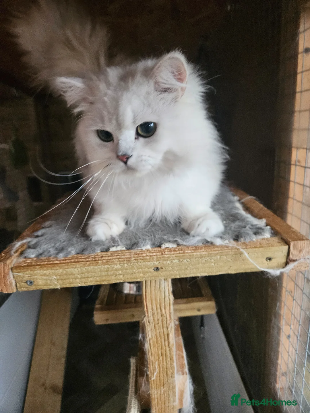 British Longhair cats for stud: Proven males/ / asstd golden series Blh - Advert 2