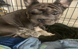 French Bulldog dogs for sale: 4 French bulldogs 2 fluffy - Image 16