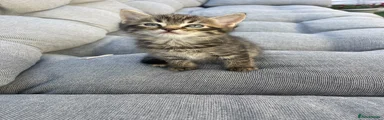 Mixed Breed Kitten 2