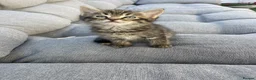 Mixed Breed cats for sale: Beautiful Brown Tabby Kitten - Advert 2