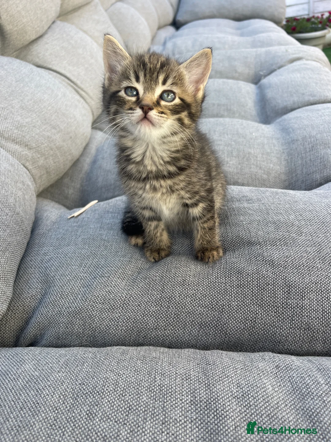 Mixed Breed cats for sale: Beautiful Brown Tabby Kitten - Advert 2