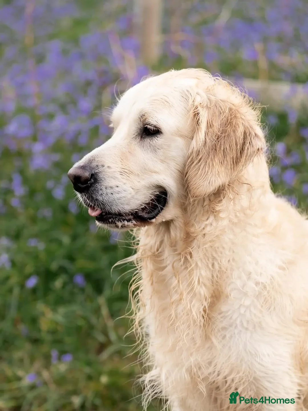 Golden Retriever dogs for stud: Kind, intelligent, fully health tested therapy dog - Advert 39