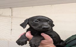 Labrador Retriever dogs for sale: Gorgeous Labrador Puppies for sale - Image 10