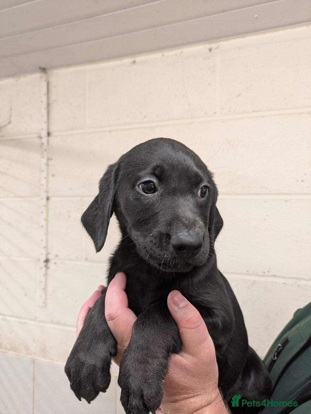 Labrador Retriever dogs for sale: Gorgeous Labrador Puppies for sale - Image 10