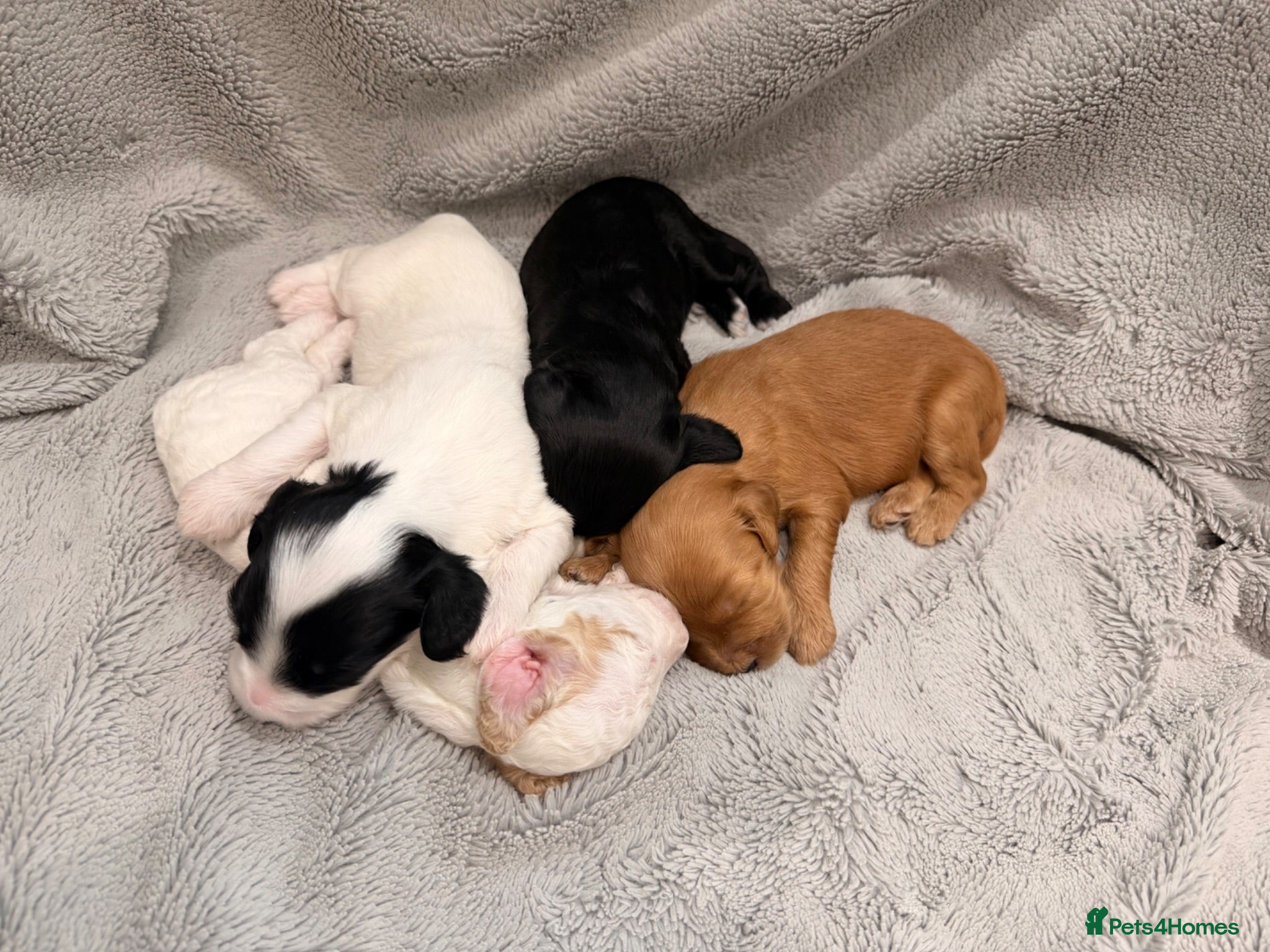 Australian Labradoodle dogs 8 Gorgeous Australian labradoodle puppies - Advert 1