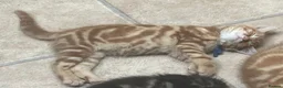 Mixed Breed cats for sale: 6 kittens. Mixed Maincoon and Persian  in Newbury - Advert 2