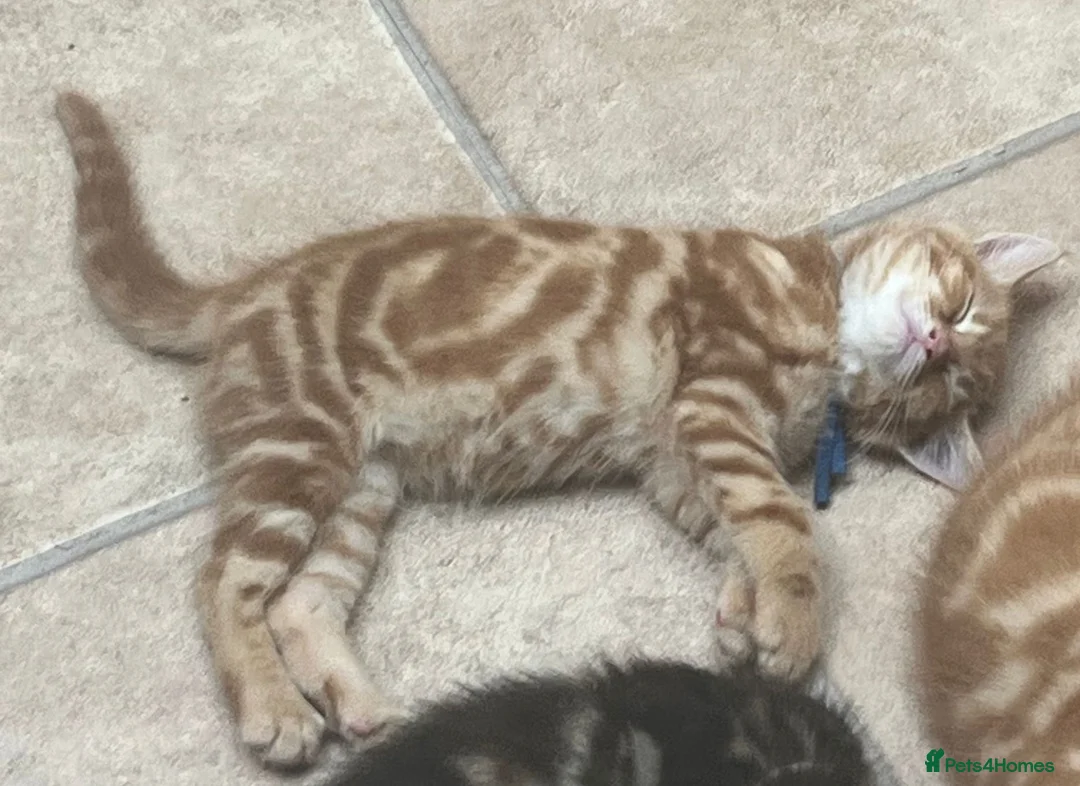 Mixed Breed cats for sale: 6 kittens. Mixed Maincoon and Persian  in Newbury - Advert 2