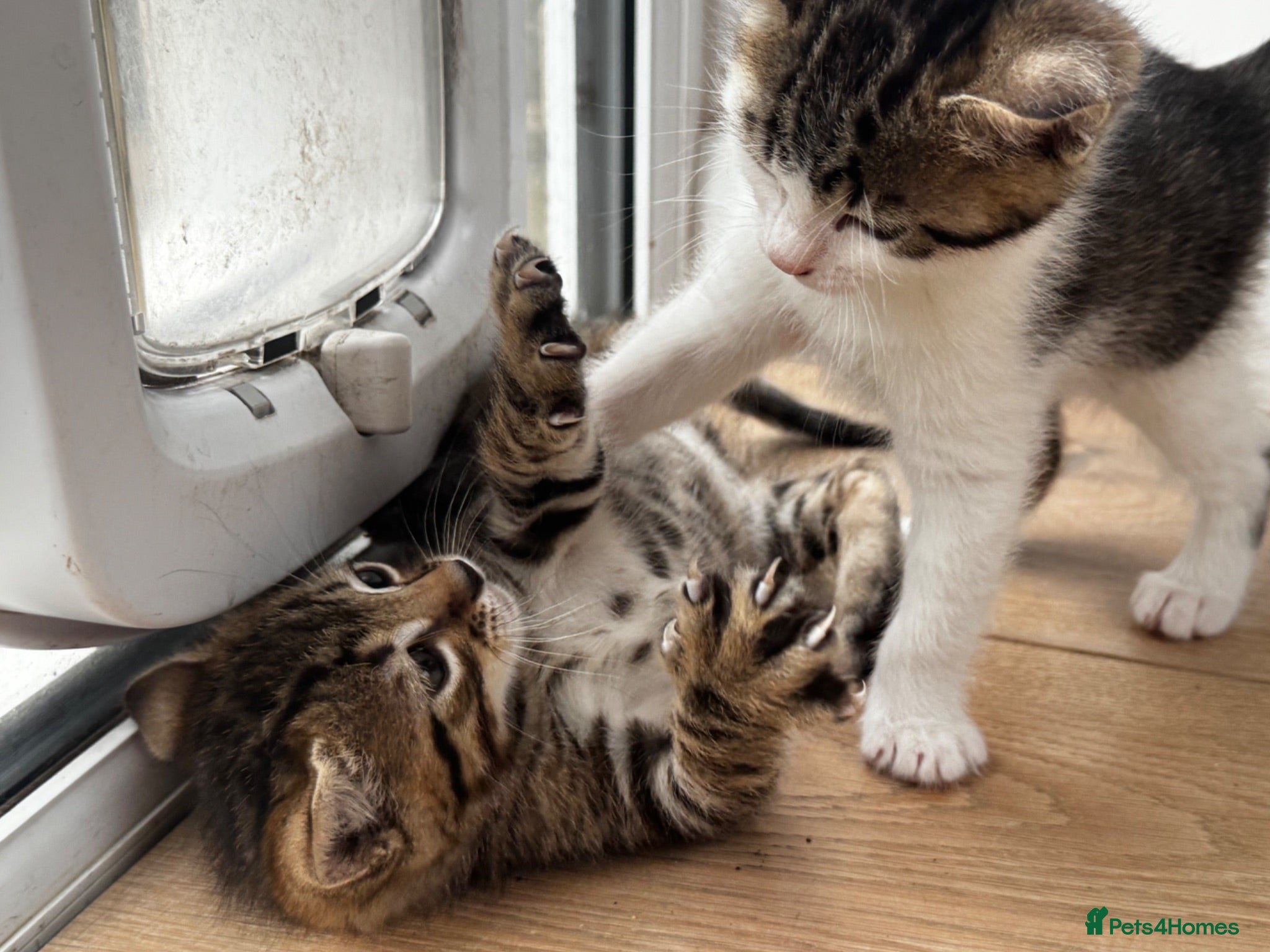 Ragdoll cats 🐾 Exceptional Ragdoll × Bengal Kittens 🐾 - Advert 2