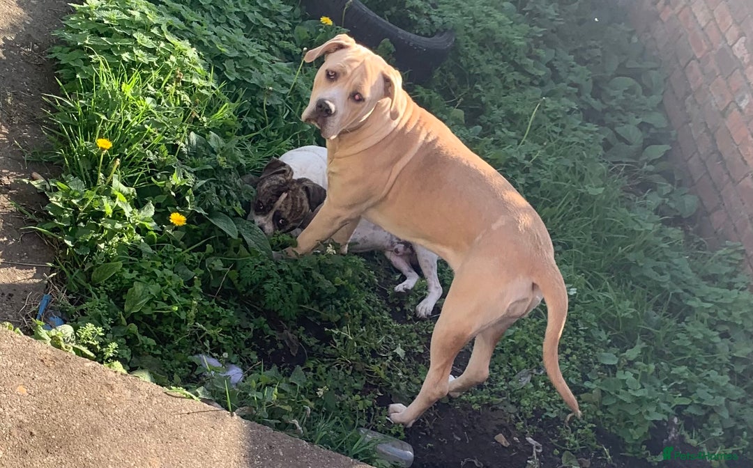 Cane Corso dogs for sale: 3 year old cane corso - Image 3