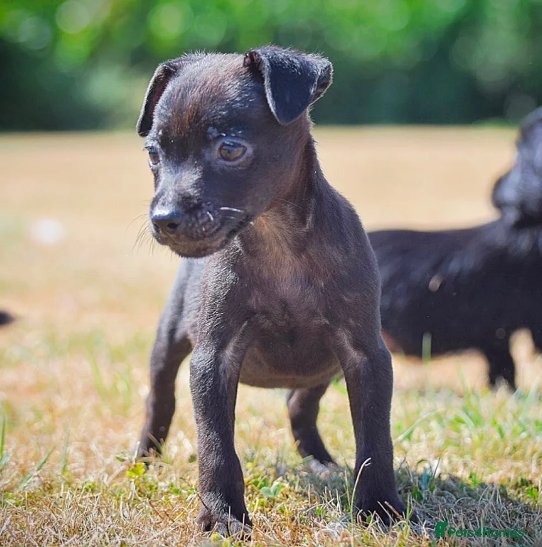 Patterdale Terrier dogs for sale: Patterdale Terrier Puppies, Last 2 Left! 🐾 - Advert 16