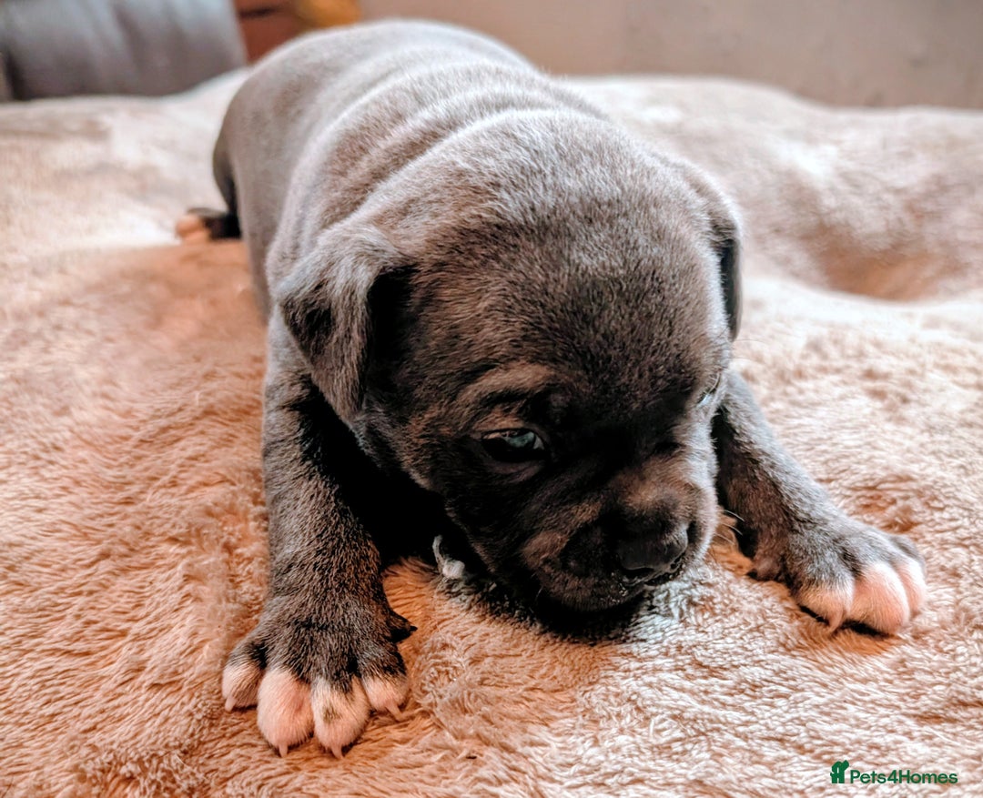 Staffordshire Bull Terrier dogs for sale: Blue Staffordshire bull terrier puppies  - Advert 5