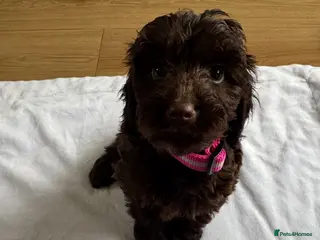 Cockapoo dogs F1 cockapoo puppies - Advert 3