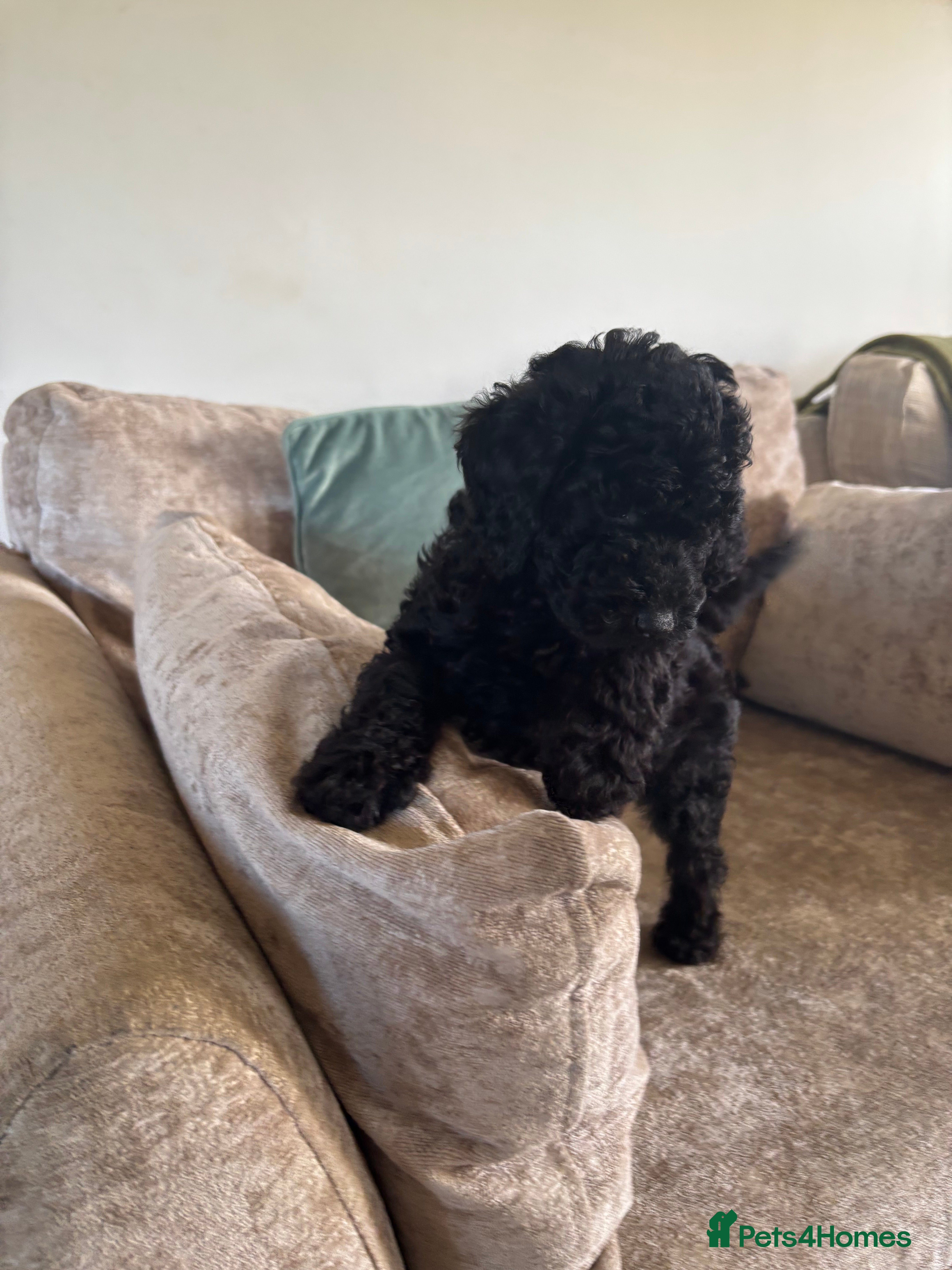 Sproodle dogs Gorgeous Sproodle F1b puppies - Advert 1