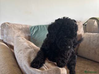 Sproodle dogs Gorgeous Sproodle F1b puppies - Advert 1