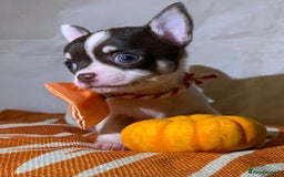Chihuahua dogs for sale: Very tiny t cup boy ready for forever home  - Image 5
