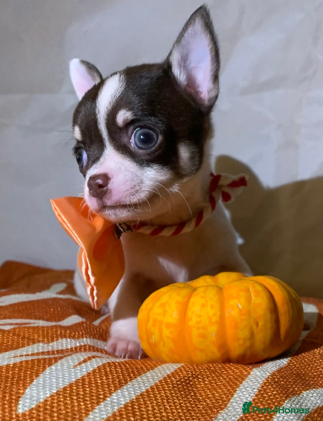 Chihuahua dogs for sale: Very tiny t cup boy ready for forever home  - Image 5