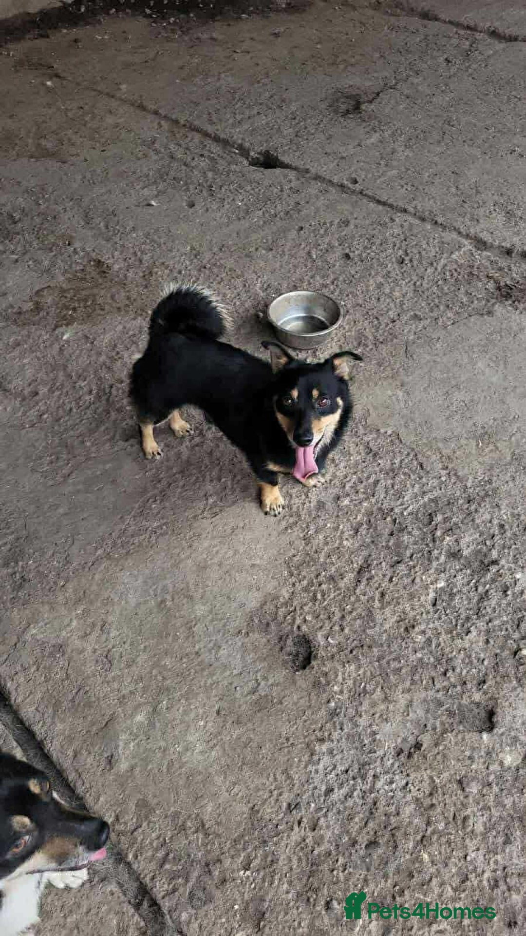 Dachshund dogs for adoption: REMY-Dachshund mix/very affectionate/loves dogs  - Advert 5