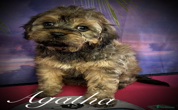 Cavapoo dogs - Advert 1