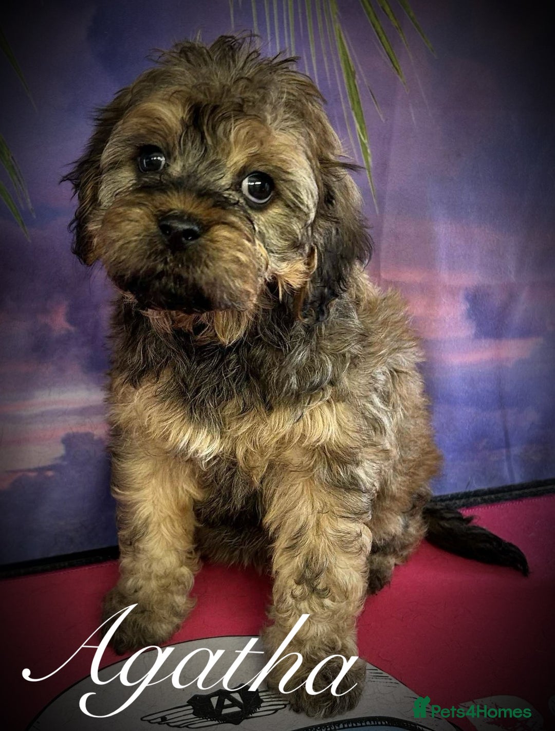 Cavapoo dogs for sale: Beautiful miniature cavapoo babies - Image 3