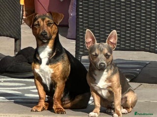 Jack Russell dogs - Advert 40