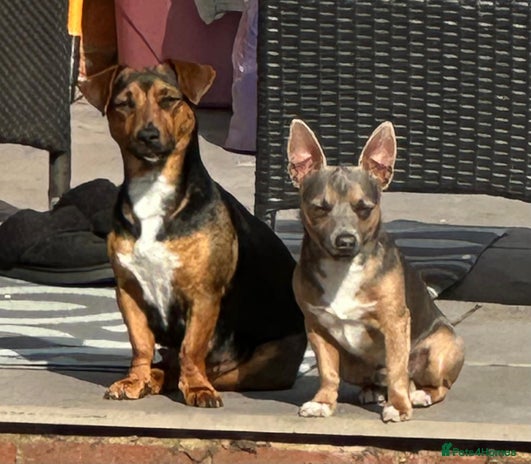 Jack Russell dogs - Advert 1