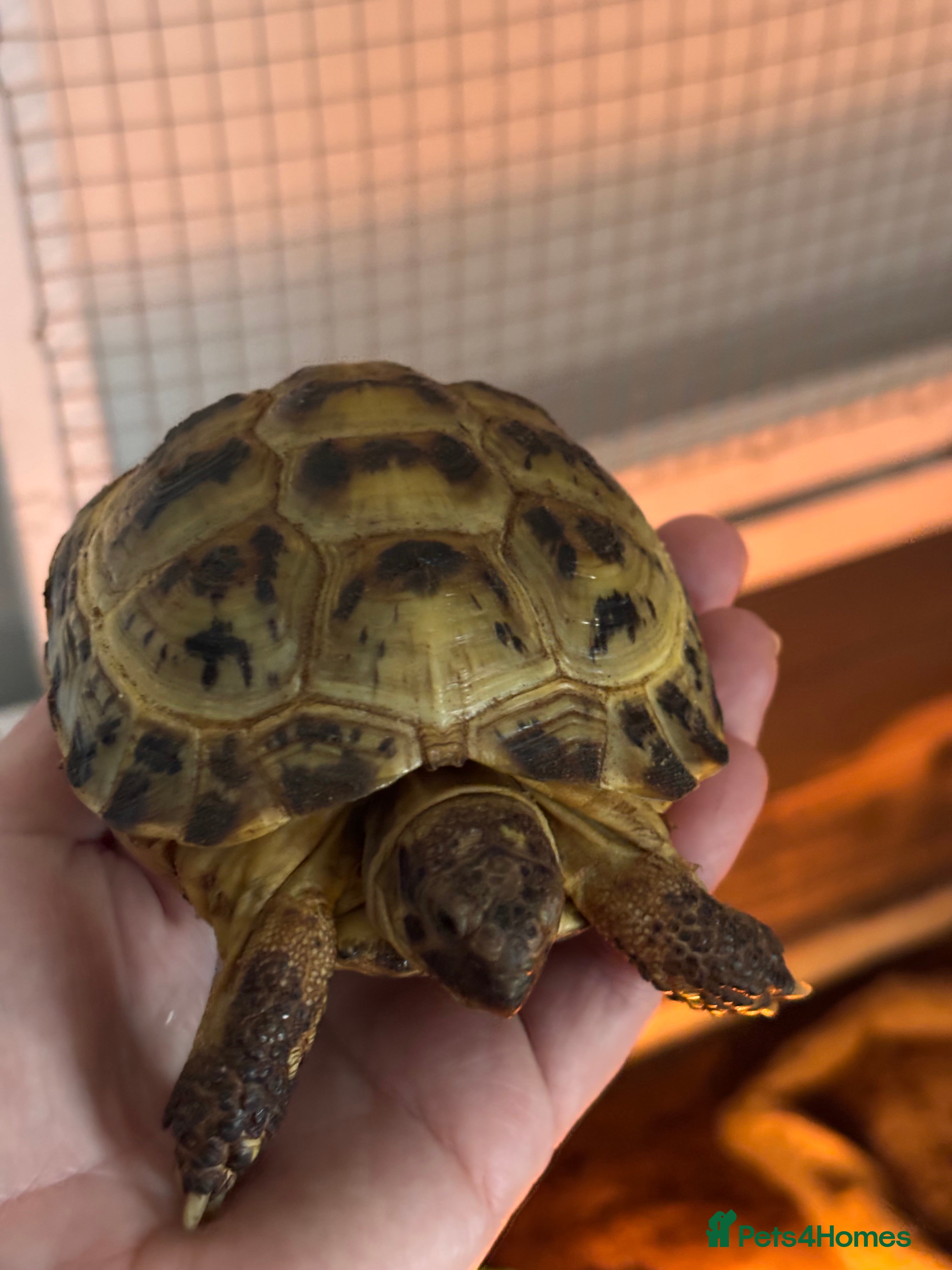 Tortoise reptiles horsefield tortoise  - Advert 1