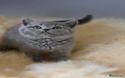 British Shorthair cats for sale: GCCF reg blue kittens  - Image 26