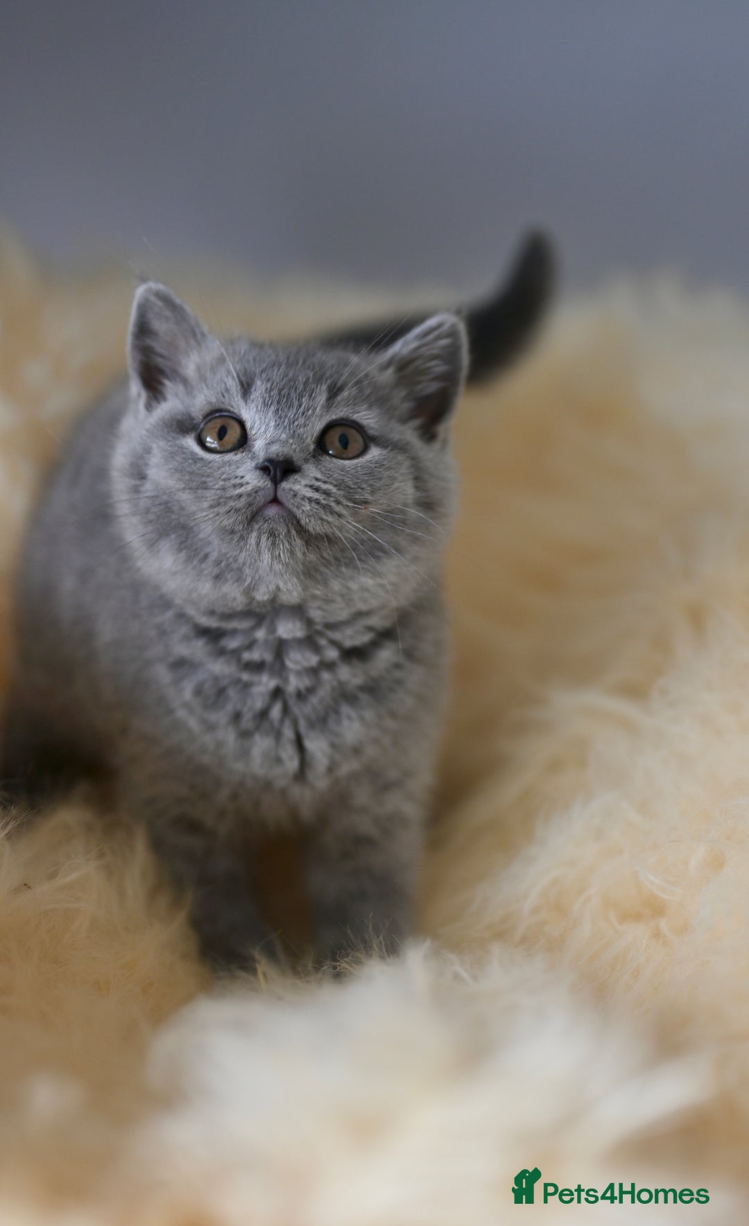 British Shorthair cats for sale: GCCF reg blue kittens  - Image 26