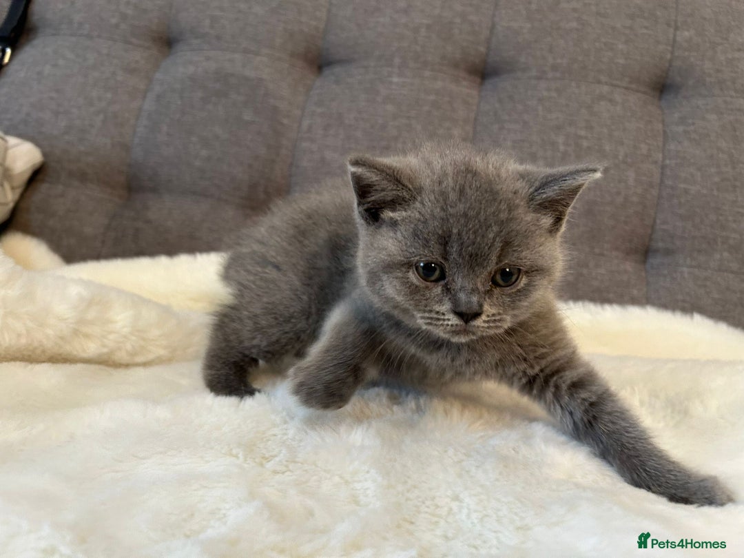 British Shorthair cats for sale: Stunning British Shorthair ready to reserve  - Image 31