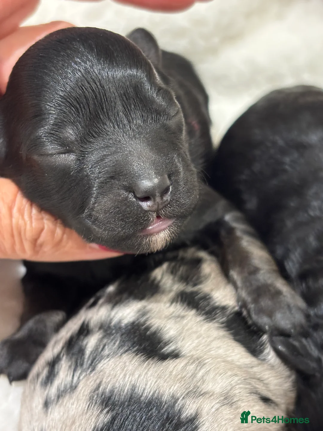 Maltipoo dogs for sale: 💎 Adorable Maltipoo Puppies ❤️ - Advert 7