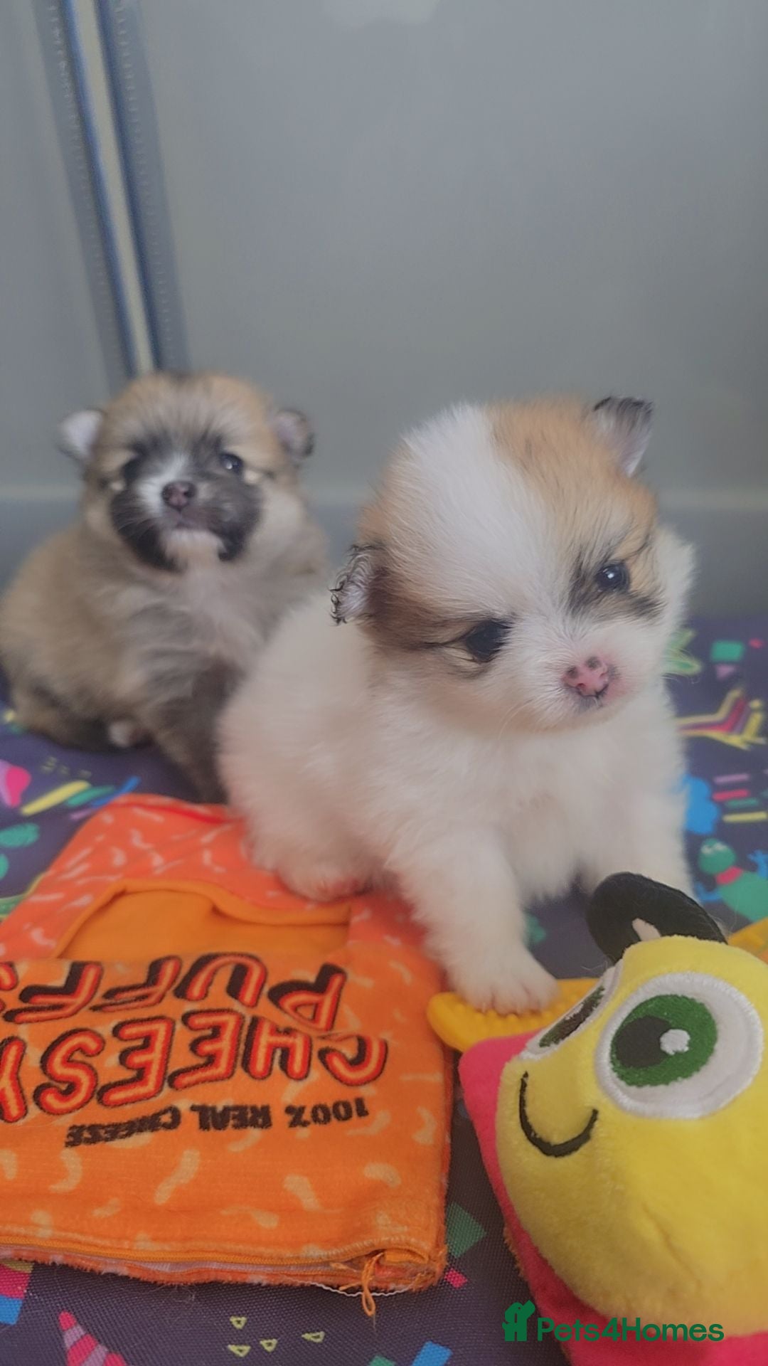 Pomeranian dogs The most perfect posh puddings! 🐾 🐾 🐾 🐾   - Advert 2