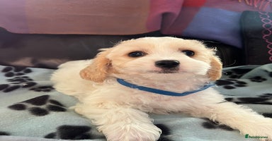 Cavachon dogs Cute Cavachon puppies  - Advert 1