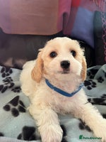 Cavachon dogs Cute Cavachon puppies - Advert 1