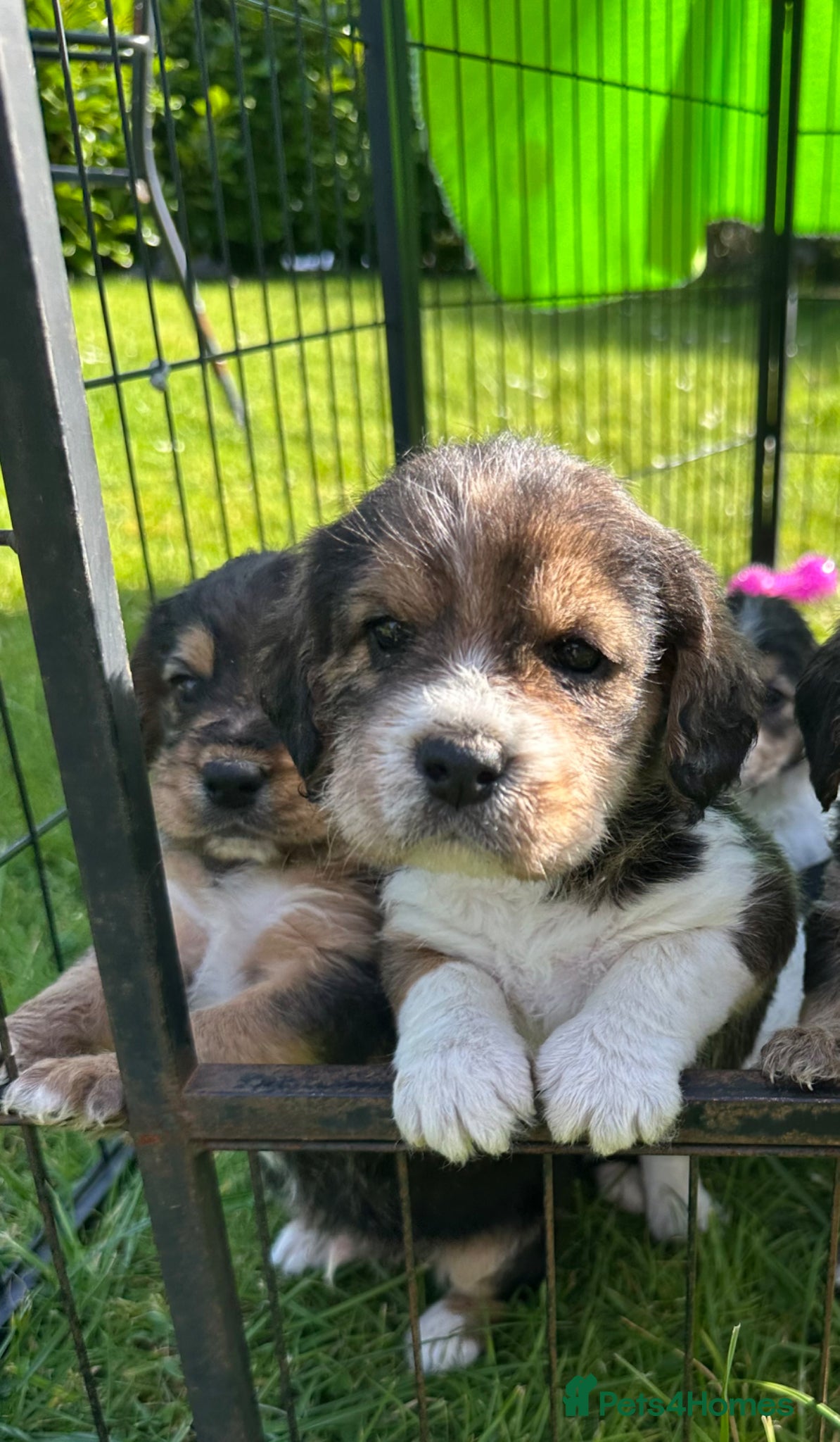 Mixed Breed dogs Beautiful Cavapoo x Beagle Puppies 🐶  - Advert 15
