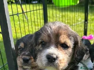 Mixed Breed dogs Beautiful Cavapoo x Beagle Puppies 🐶 - Advert 19