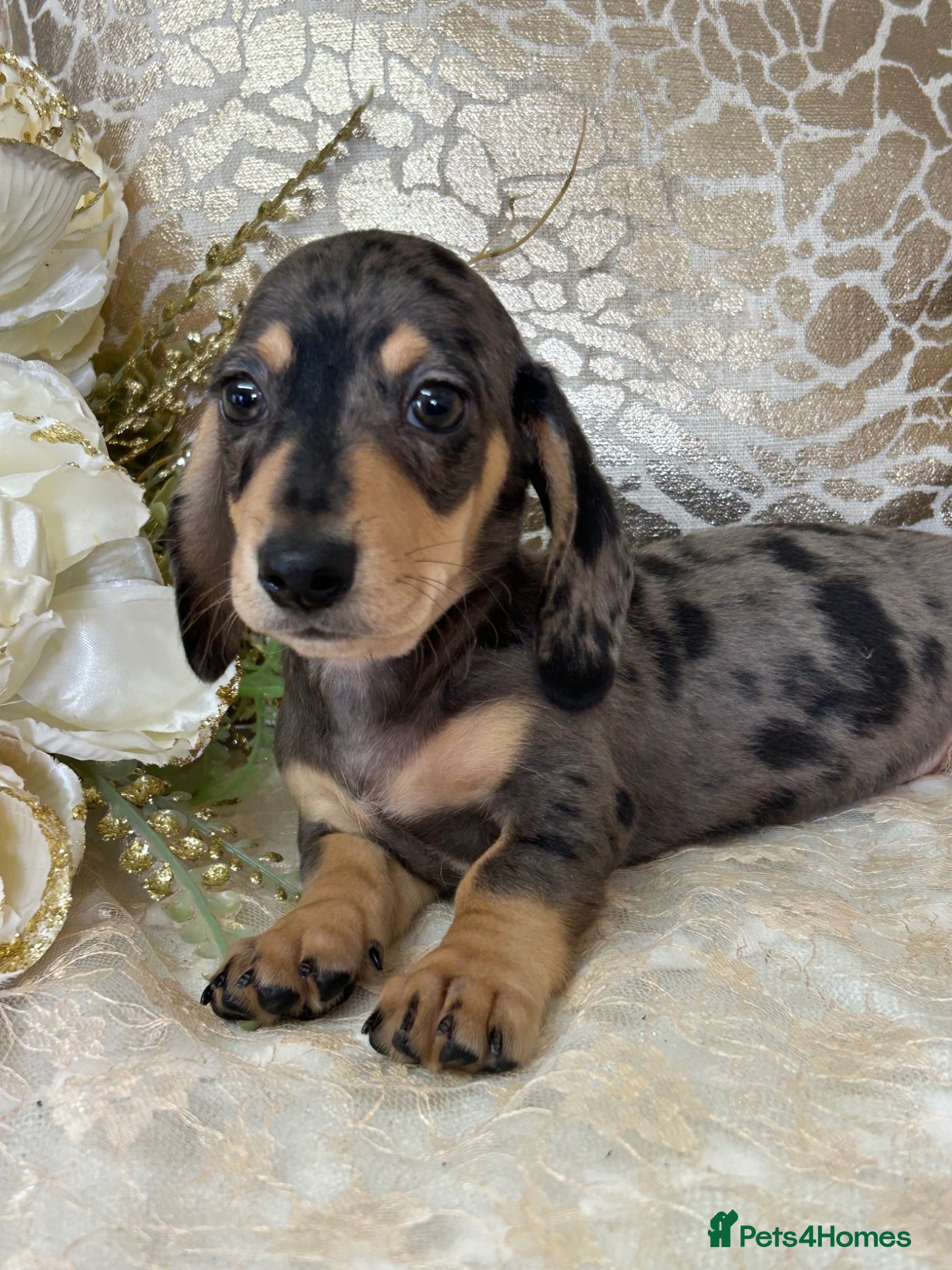 Miniature Dachshund dogs KC Smooth Coat Miniature Dachshunds - Advert 2