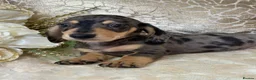 Miniature Dachshund dogs for sale: KC Smooth Coat Miniature Dachshunds - Advert 2