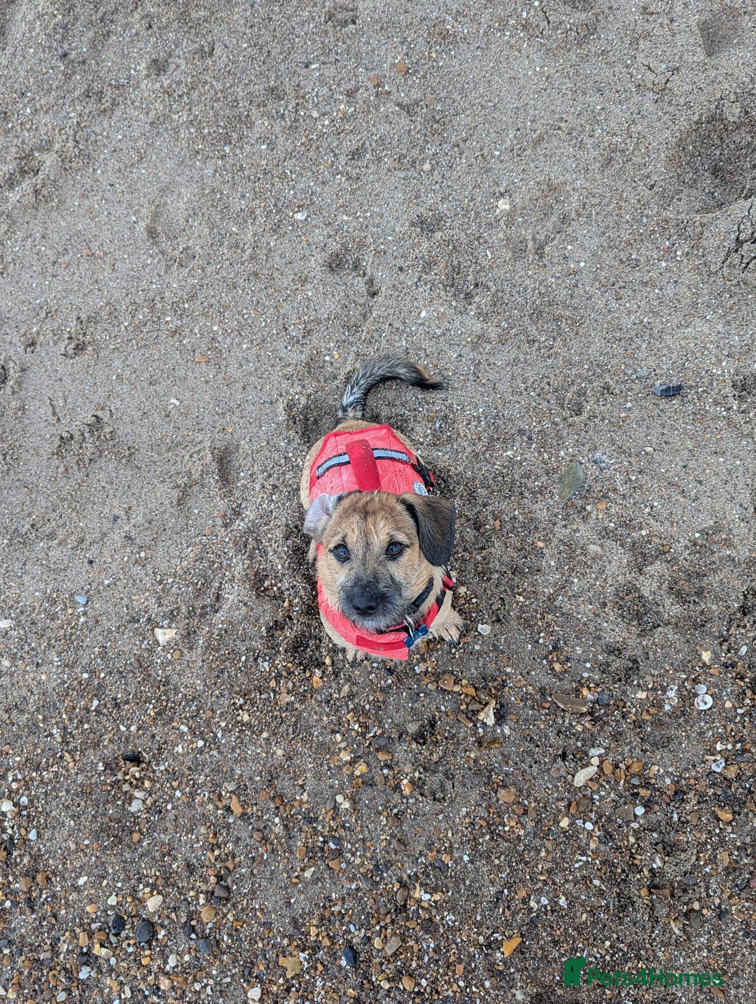 Mixed Breed dogs for sale: 11 month old male Dachshund x Shih Tzu - Advert 6