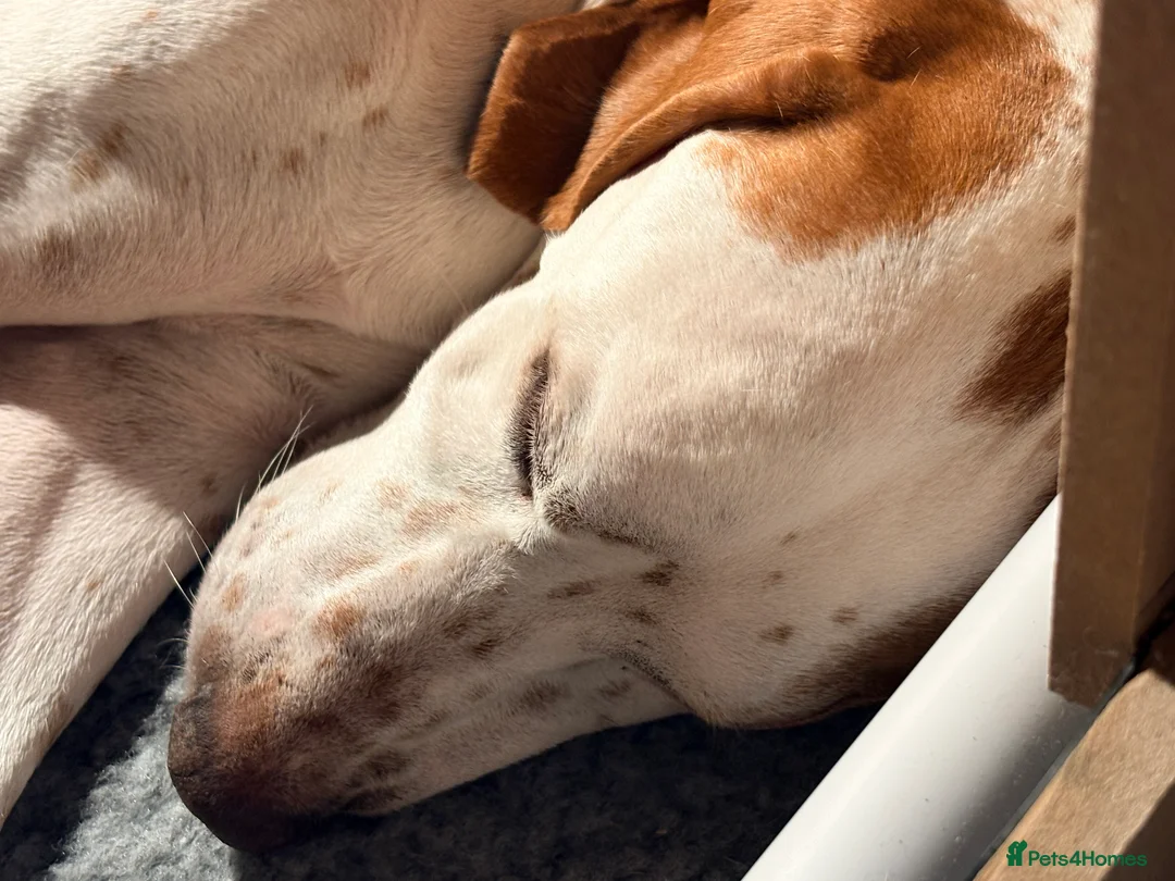 Pointer dogs for sale: Last gorgeous puppy looking for a loving home  - Advert 13