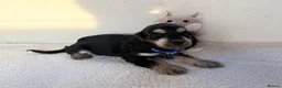 Cocker Spaniel dogs for sale: Show type cocker spaniels in Ipswich - Advert 4