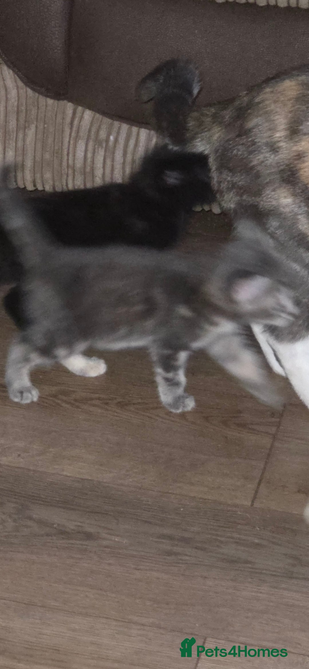 Mixed Breed cats for sale: Kittens ready ready ad - Advert 7