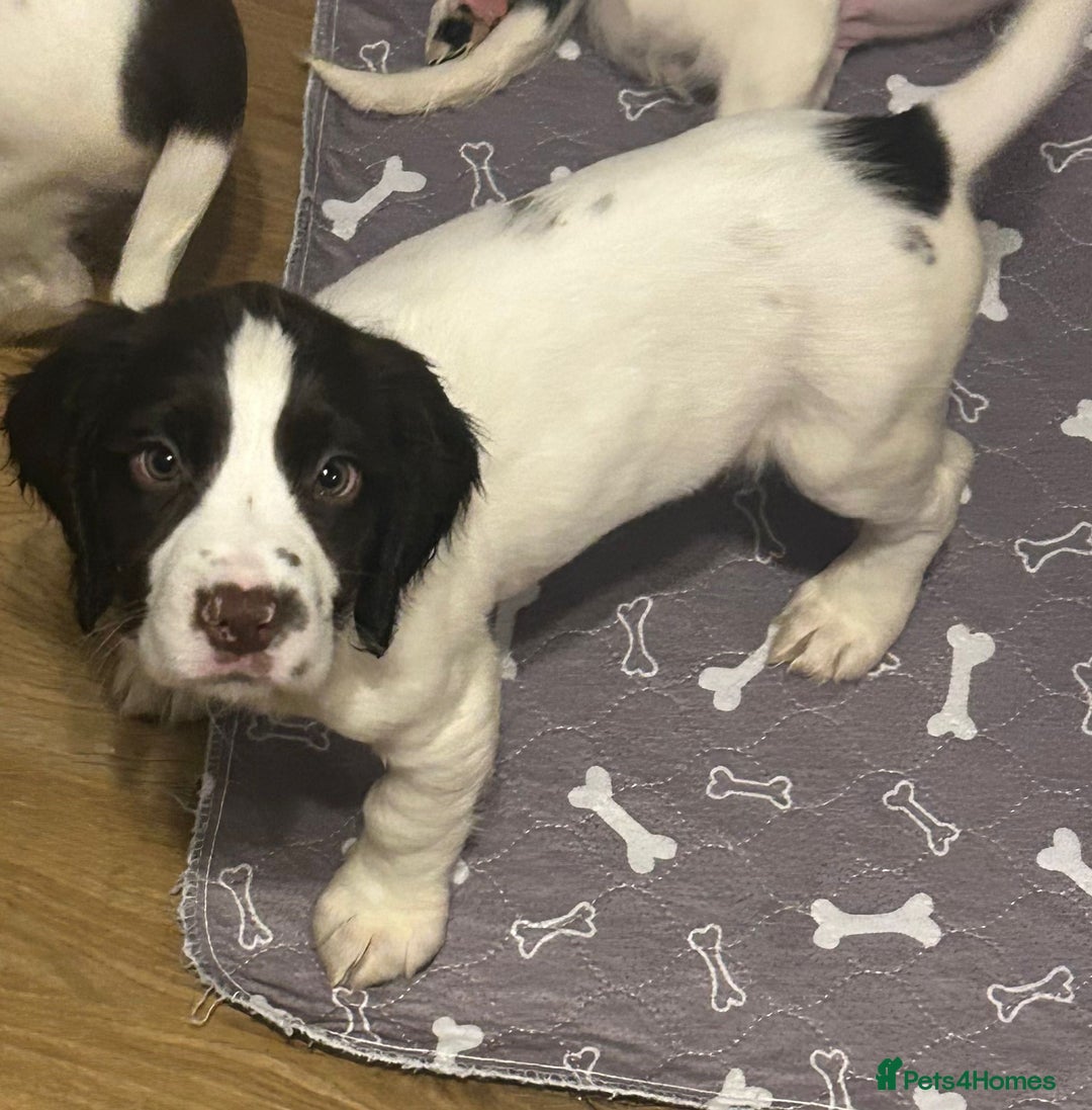 English Springer Spaniel dogs for sale: English Springer spaniel puppies for sale - Advert 4