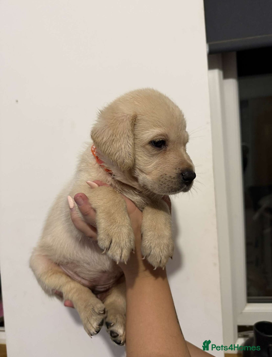 Labrador Retriever dogs for sale: Labrador puppies  - Image 2