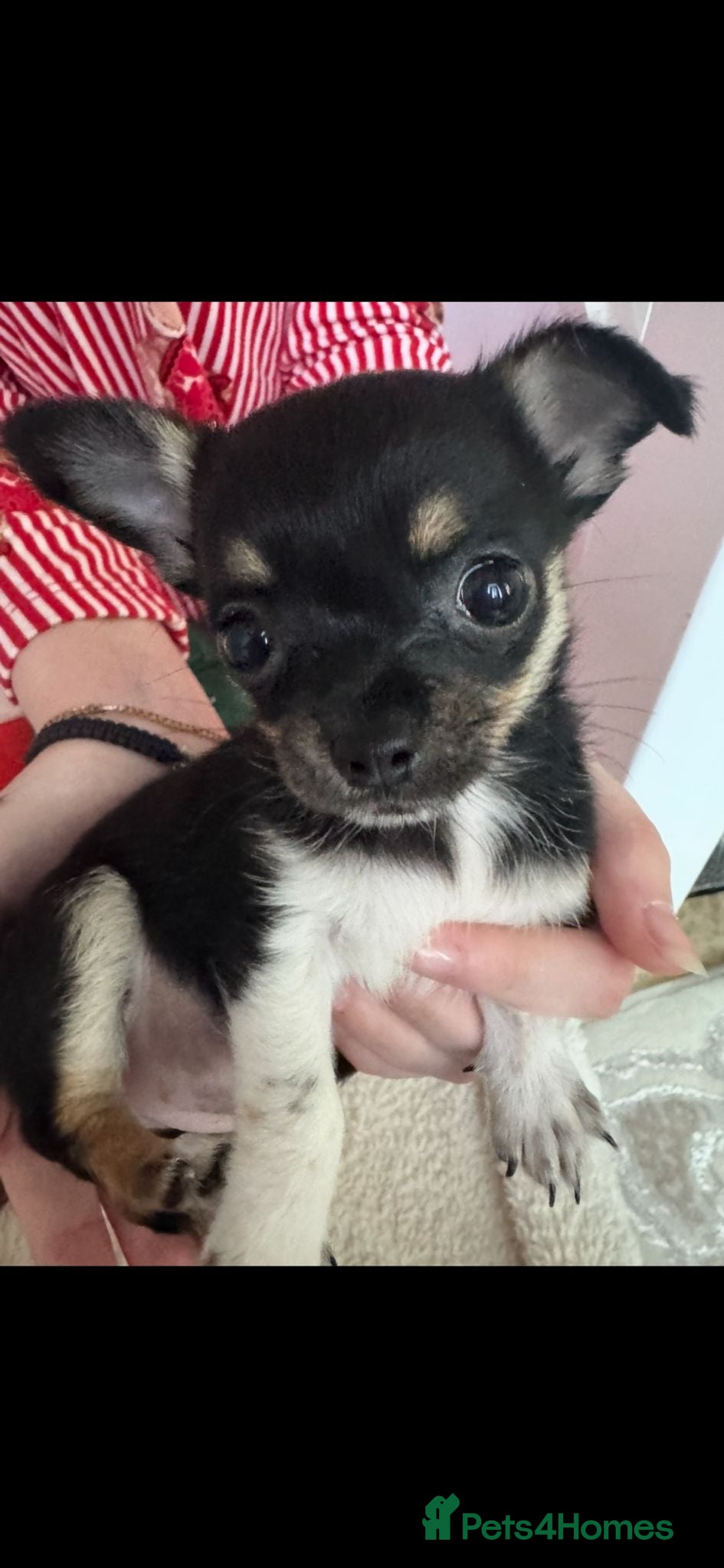 Chihuahua dogs Beautiful Minature girl chihuahua available - Advert 1
